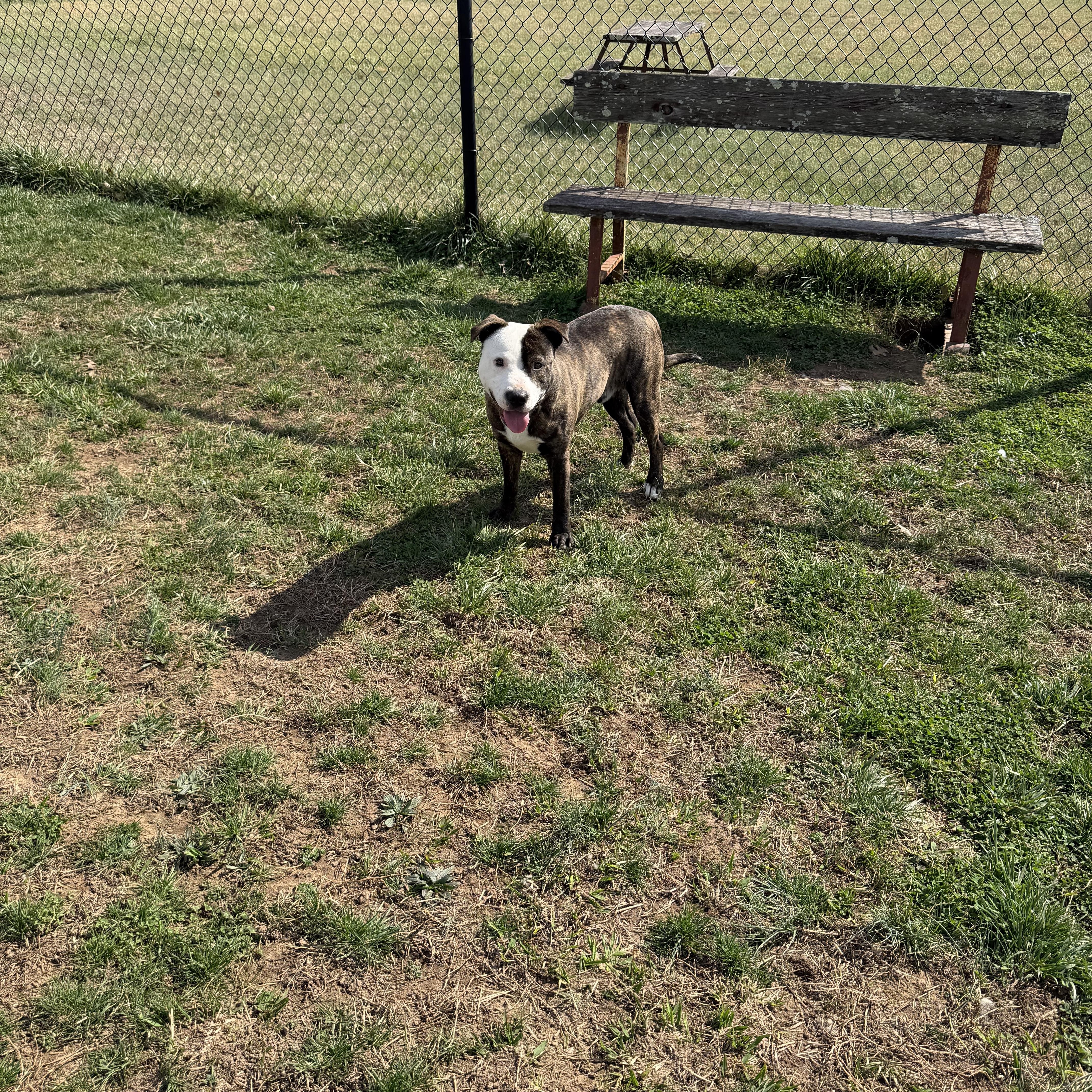 Enlarge Ripley, a ADOPTABLE mixed breed in Lebanon, TN image 3/4