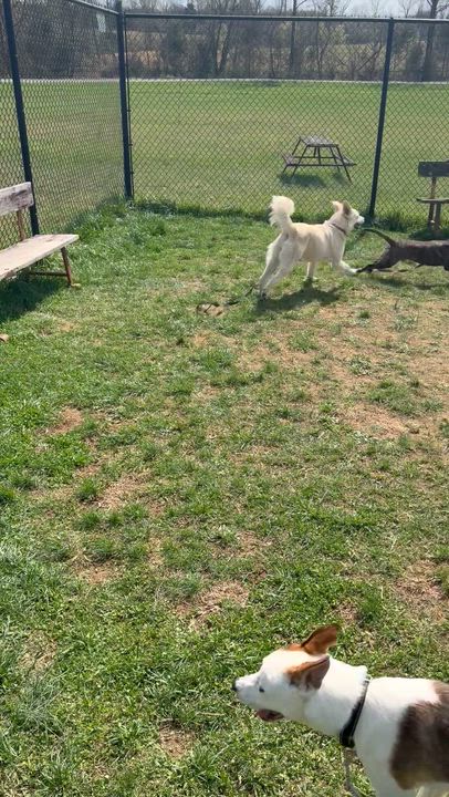 Enlarge Ripley, an adopted mixed breed in Lebanon, TN video 6/6