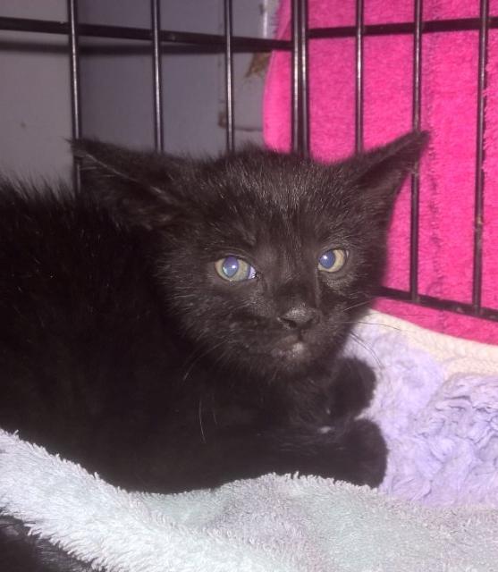 Zero, a Adoptable mixed breed in Berlin, MD image 2/2