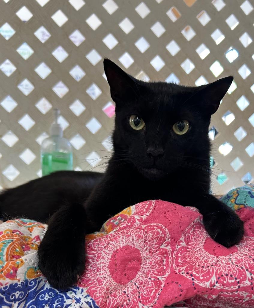 Zero, Adoptable, Adult Male Domestic Short Hair.