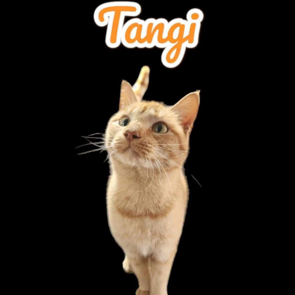 Enlarge Tangi, a Adoptable Domestic Short Hair in Nashville, GA image 1/1