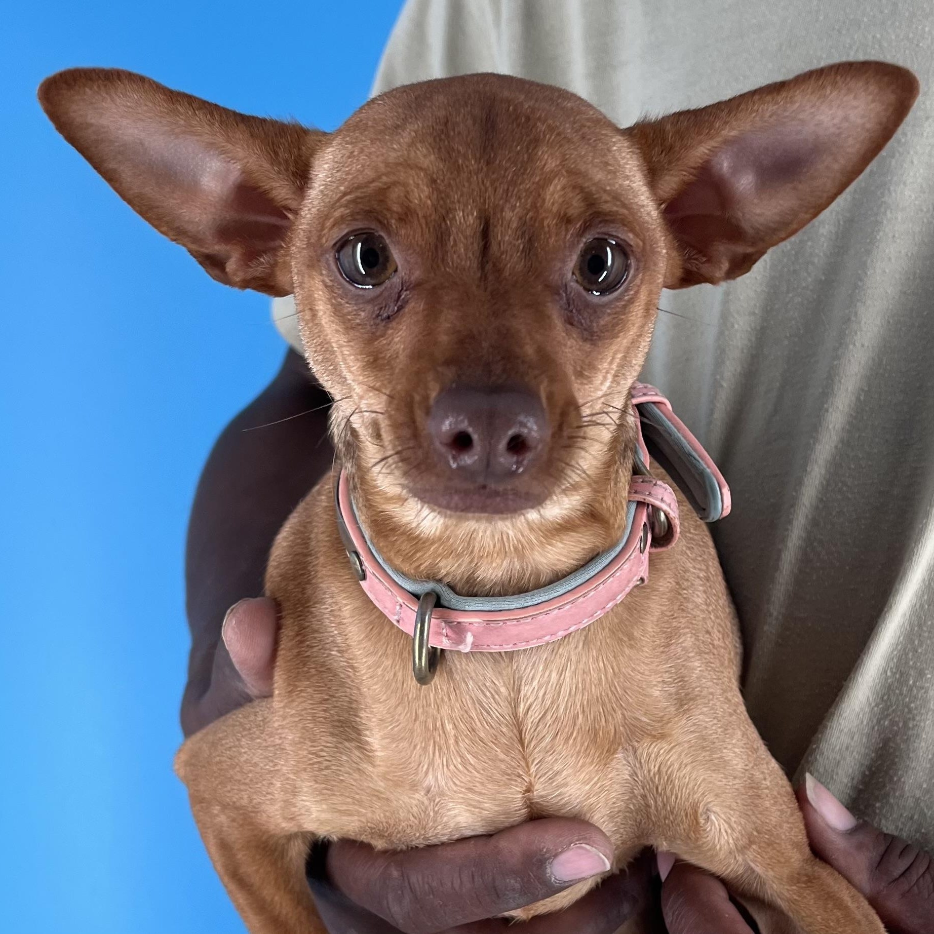 Bella - Local August 22-24, Adult Female unknown