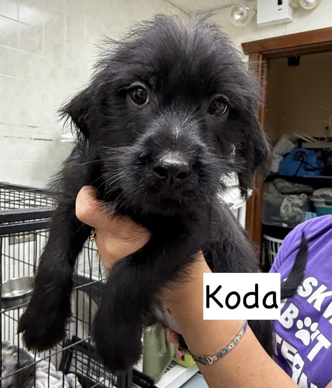 Koda, a Adoptable mixed breed in GILBERTS, IL image 2/3