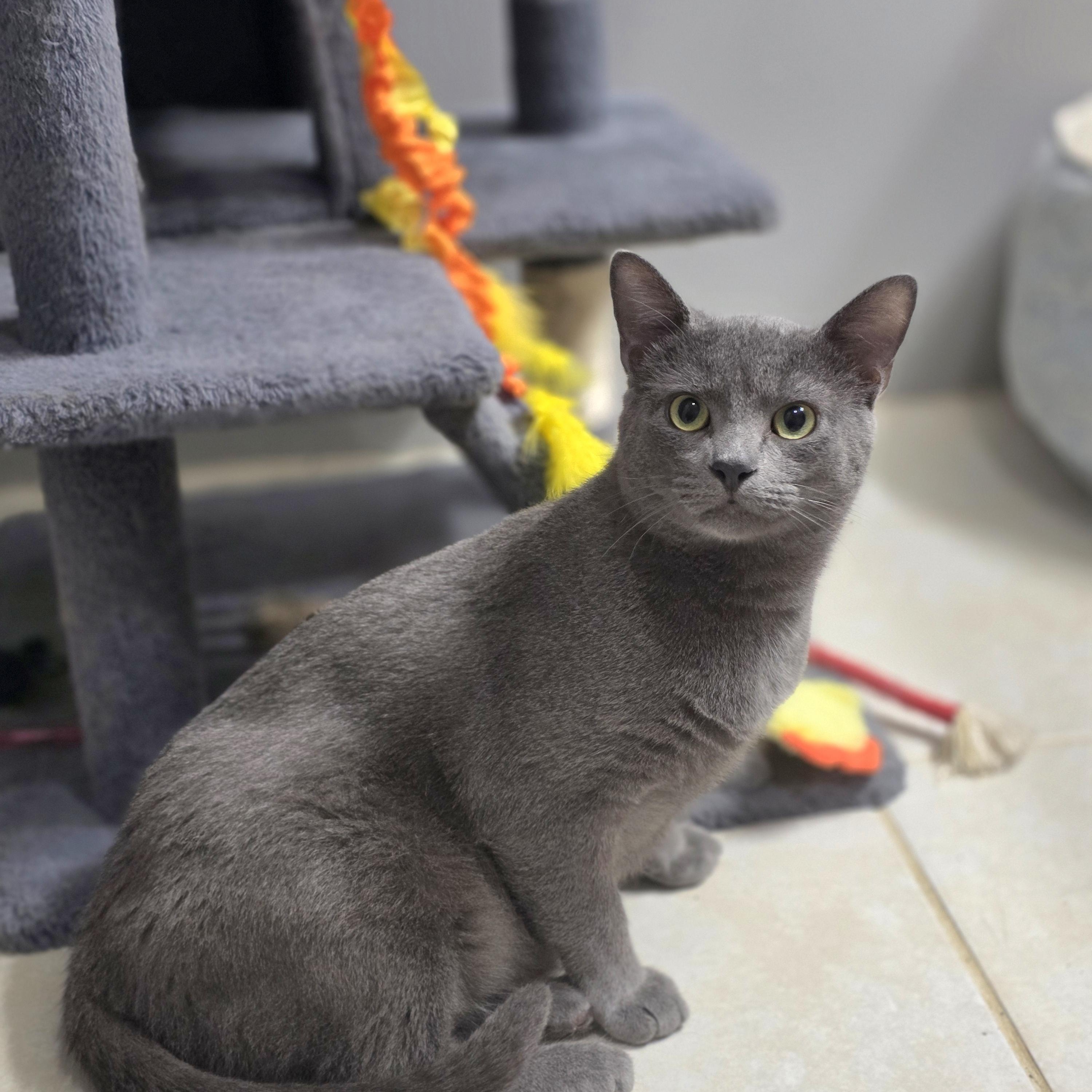 Enlarge Greyson & Rory, a Adopted Domestic Short Hair in Lincoln, NE image 4/6