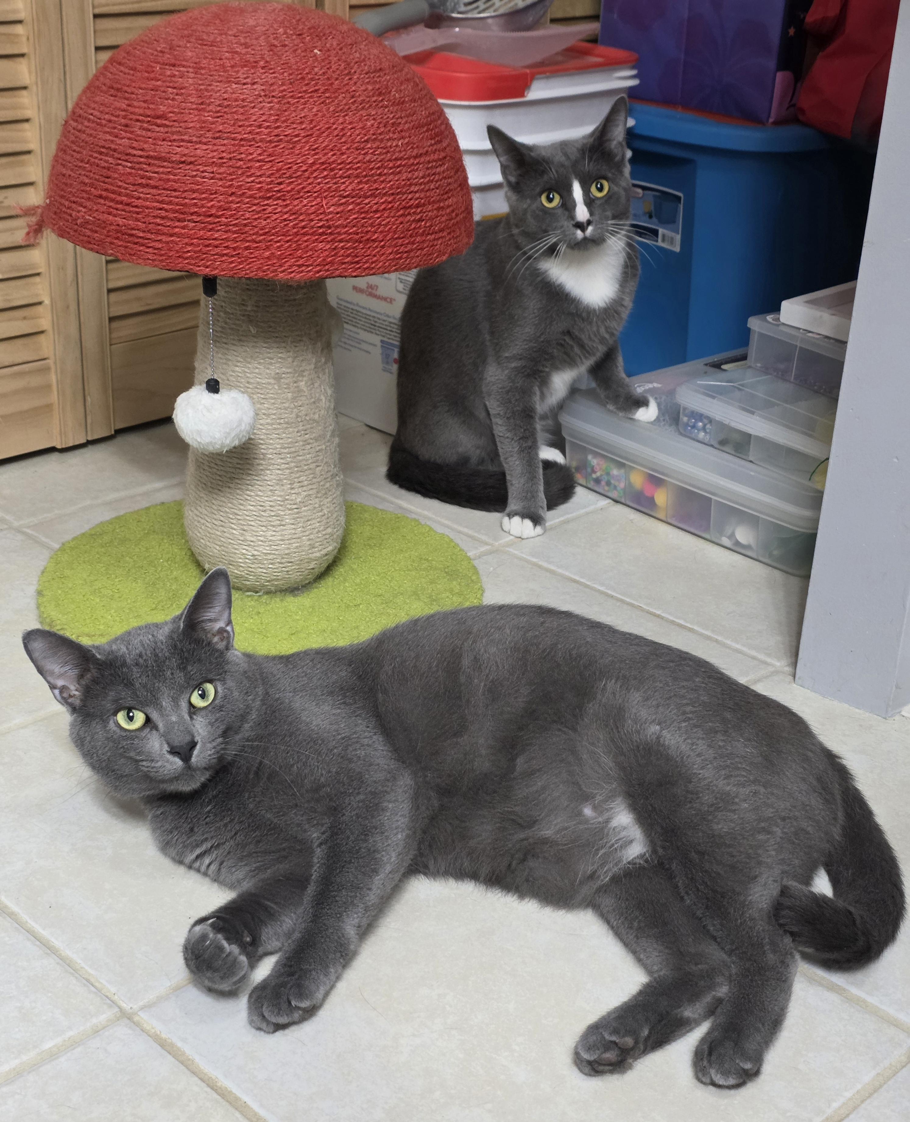 Greyson & Rory, Adopted, Young Male Domestic Short Hair.