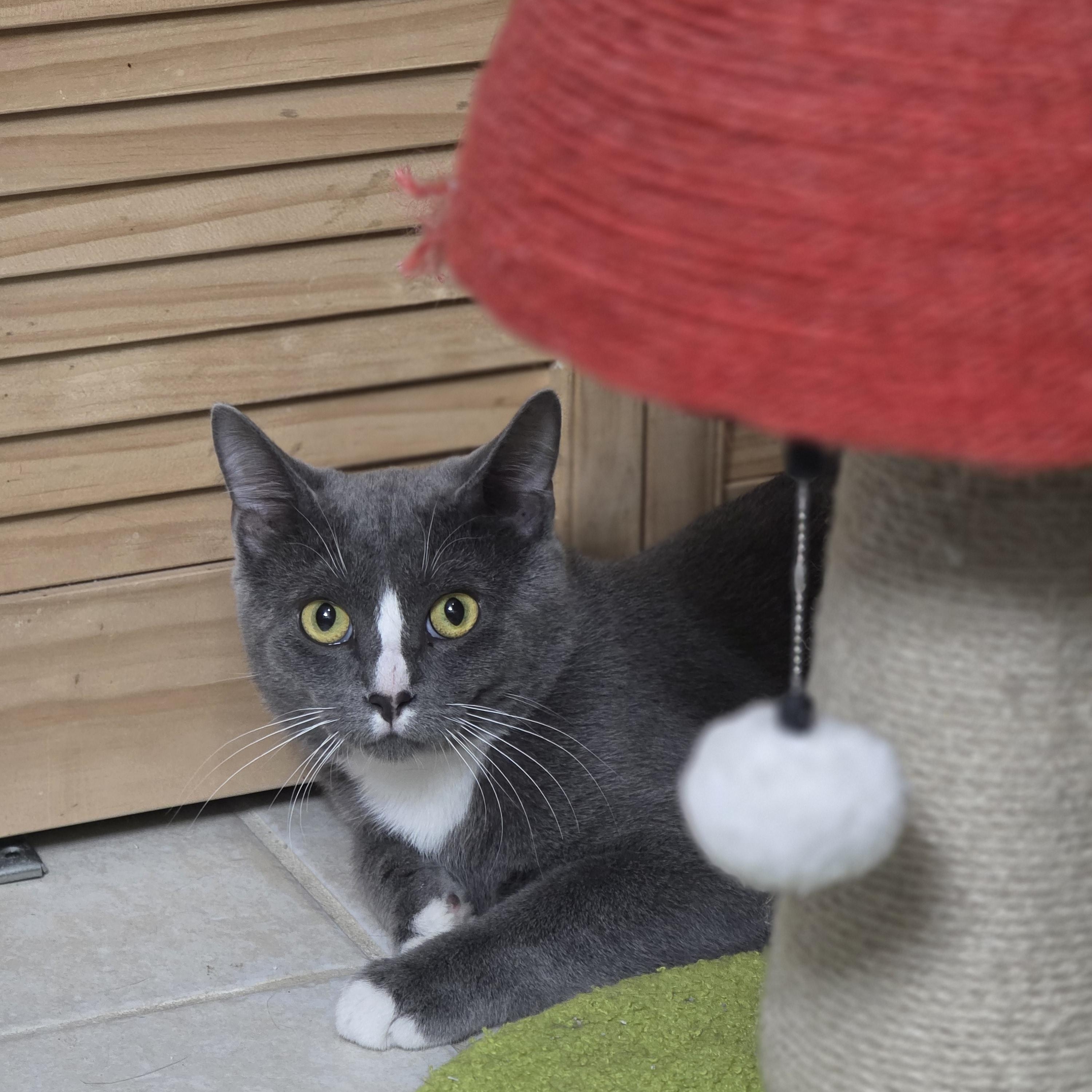 Enlarge Greyson & Rory, a Adopted Domestic Short Hair in Lincoln, NE image 3/6