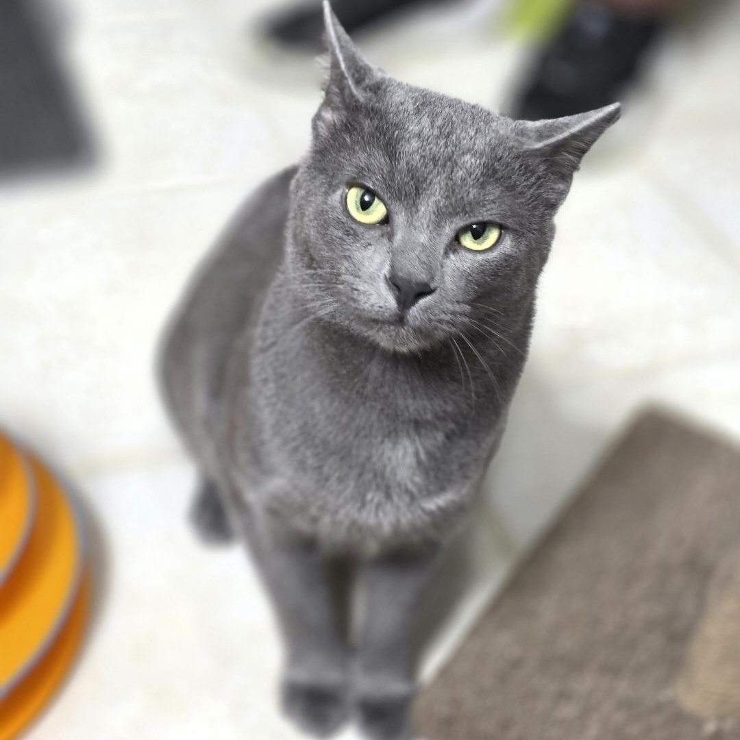 Enlarge Greyson & Rory, a Adopted Domestic Short Hair in Lincoln, NE image 2/6