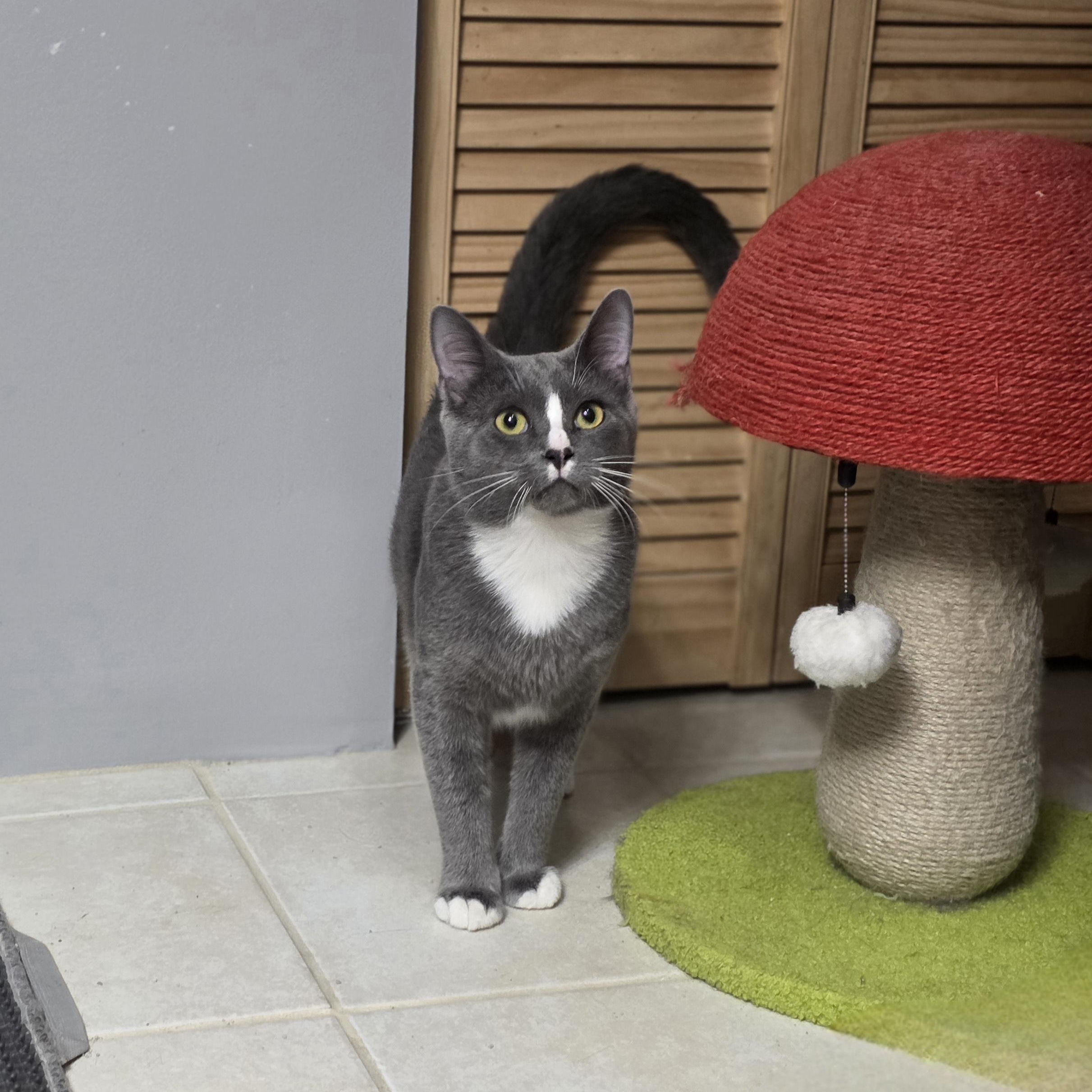 Enlarge Greyson & Rory, a Adopted Domestic Short Hair in Lincoln, NE image 5/6