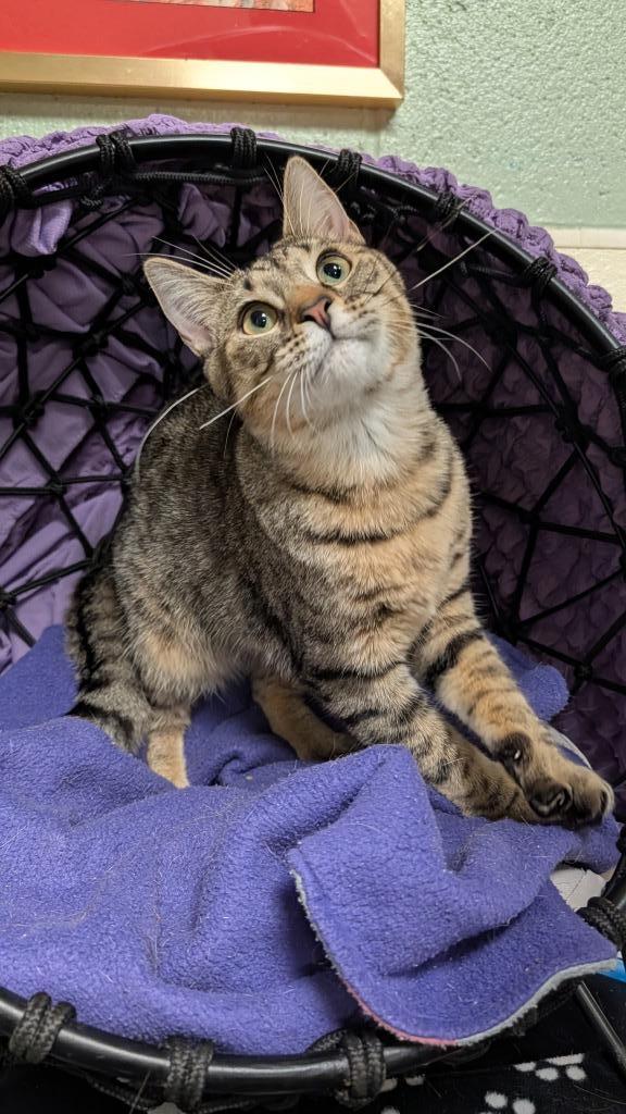 Owl, Adoptable, Young Male Domestic Short Hair.