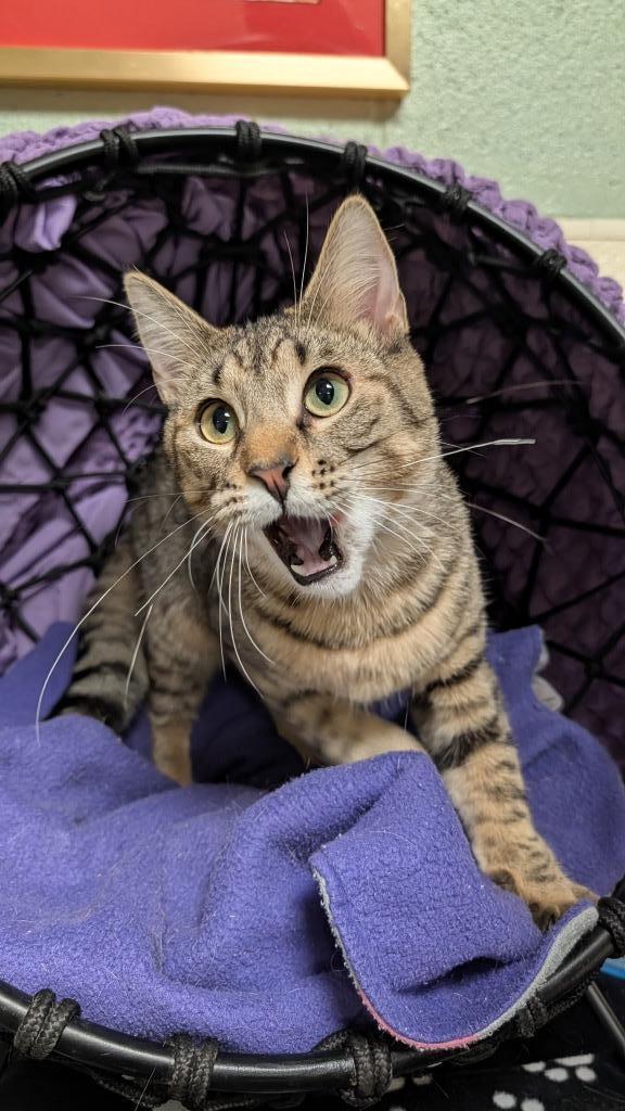 Enlarge Owl, a Adoptable mixed breed in Ellijay, GA image 2/2