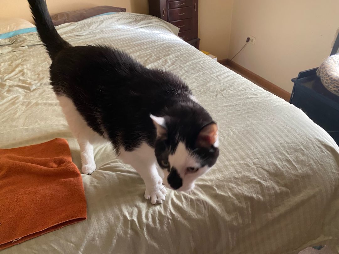 Pirate, a Adopted mixed breed in CHICAGO, IL image 1/2