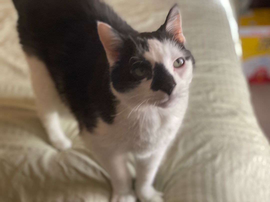 Pirate, a Adopted mixed breed in CHICAGO, IL image 2/2