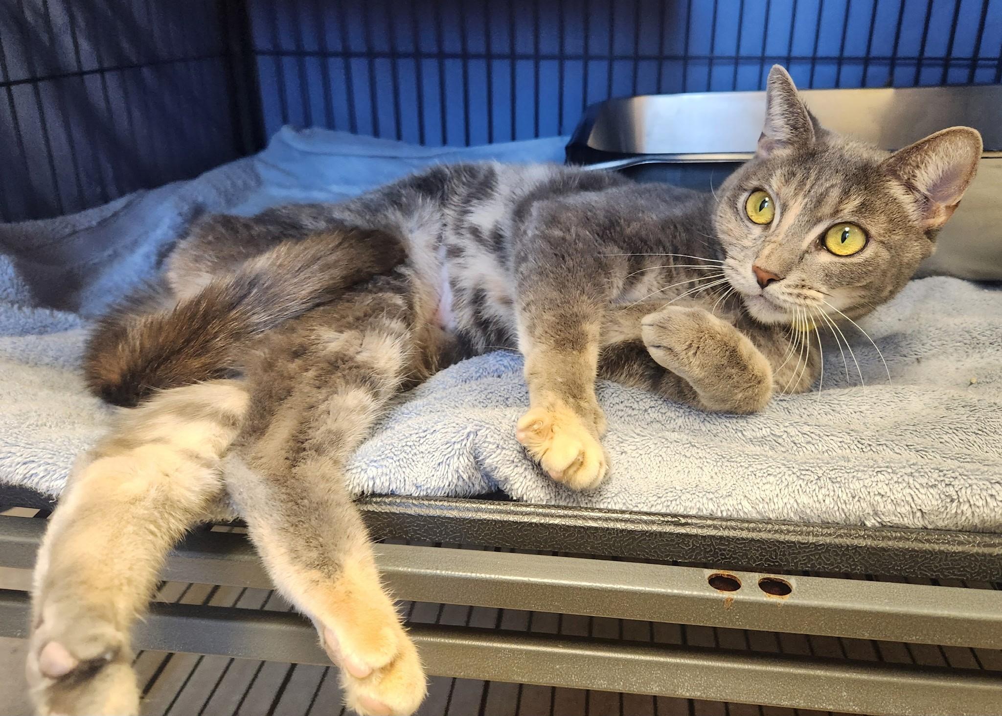 Enlarge Megan, a Adoptable Domestic Short Hair in Clayton, NJ image 1/1