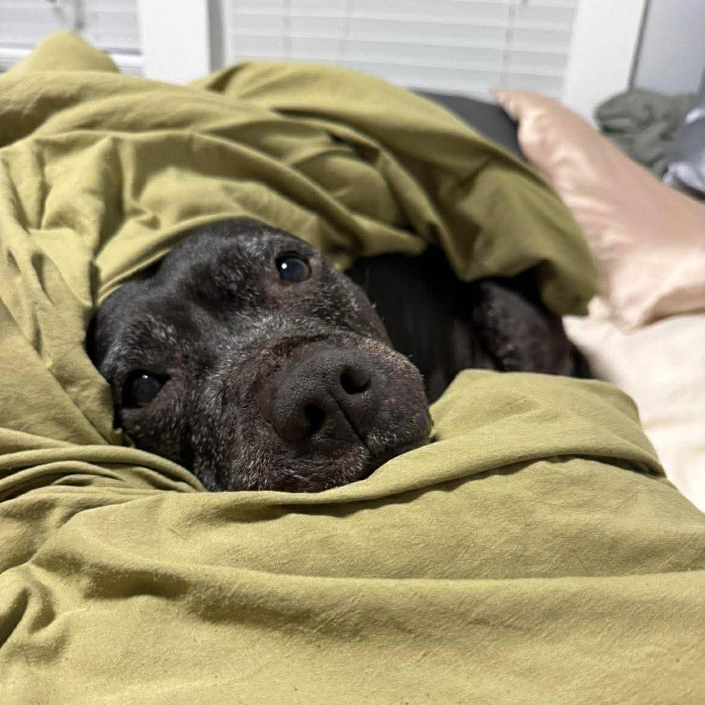 Enlarge Big Mama, a Adoptable Staffordshire Bull Terrier in Tampa, FL image 1/6