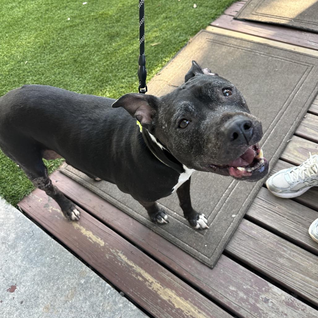 Enlarge Big Mama, a Adoptable Staffordshire Bull Terrier in Tampa, FL image 2/6