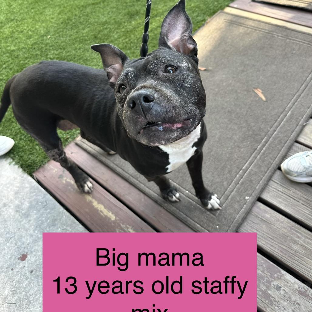Enlarge Big Mama, a Adoptable Staffordshire Bull Terrier in Tampa, FL image 3/6