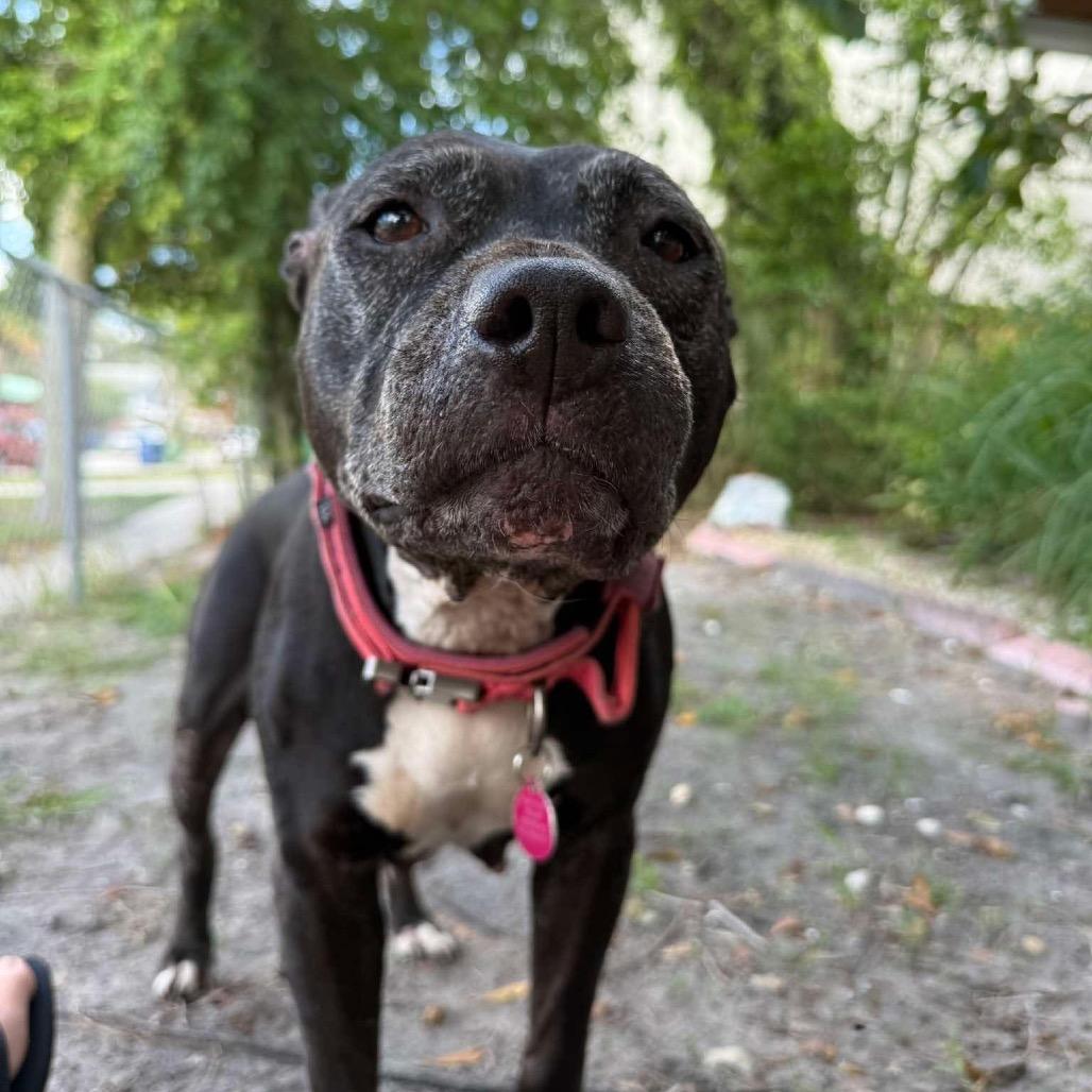 Enlarge Big Mama, a Adoptable Staffordshire Bull Terrier in Tampa, FL image 4/6