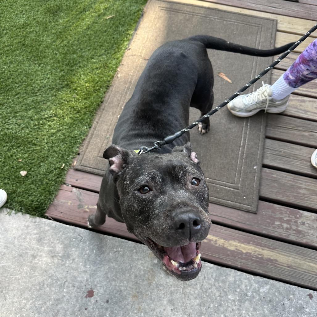 Enlarge Big Mama, a Adoptable Staffordshire Bull Terrier in Tampa, FL image 5/6
