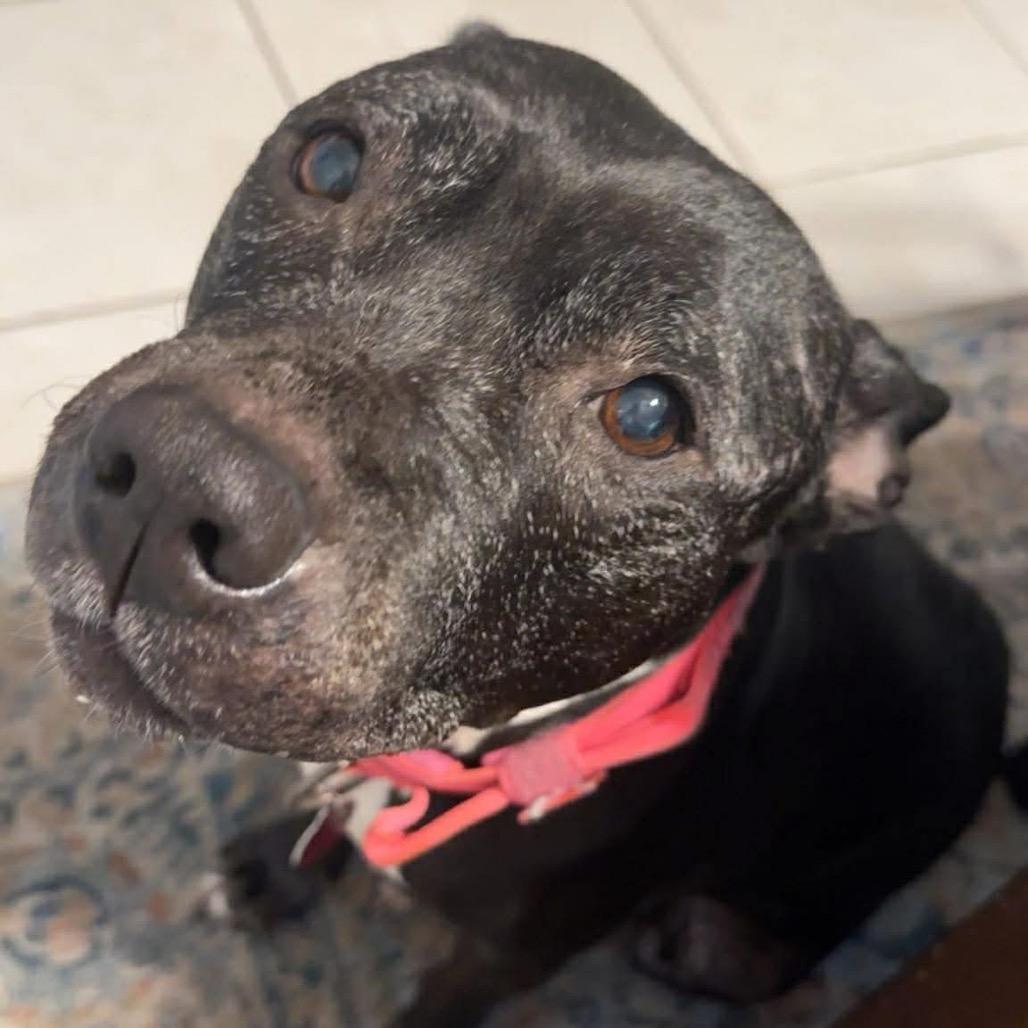 Enlarge Big Mama, a Adoptable Staffordshire Bull Terrier in Tampa, FL image 6/6
