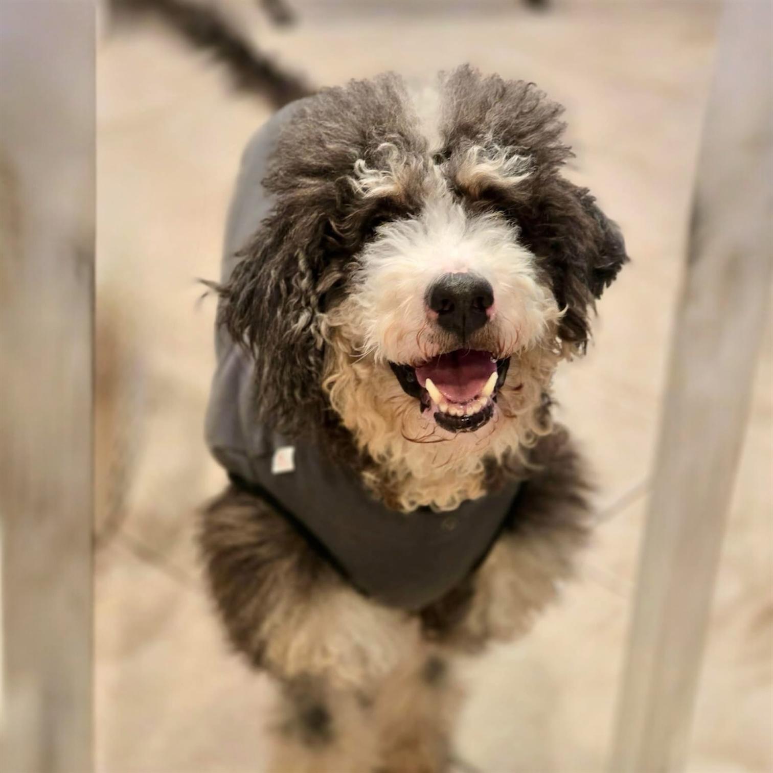 BERTHA - Mama Rhea , a ADOPTABLE Bernadoodle in Pittstown, NJ image 3/3