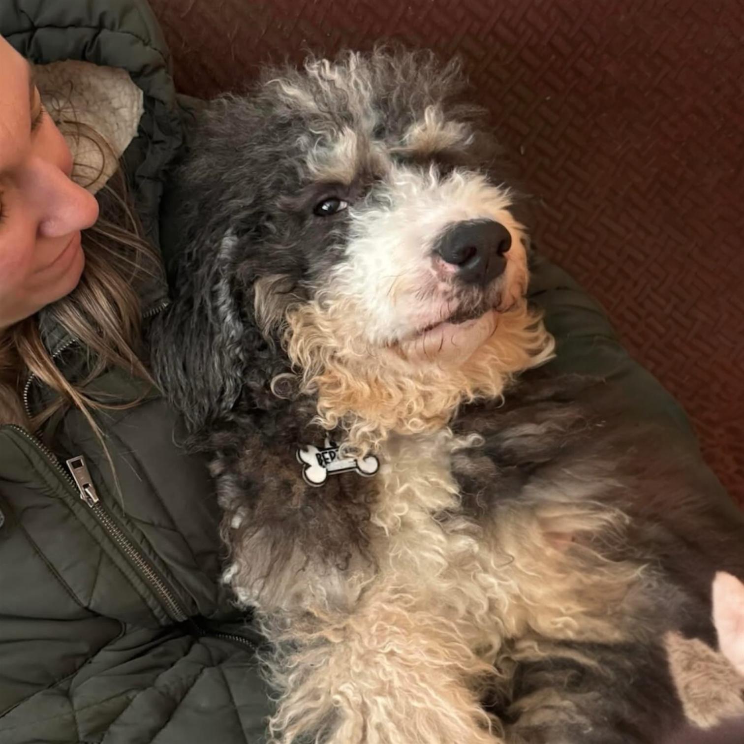 BERTHA - Mama Rhea , ADOPTABLE, Adult Female Bernadoodle.