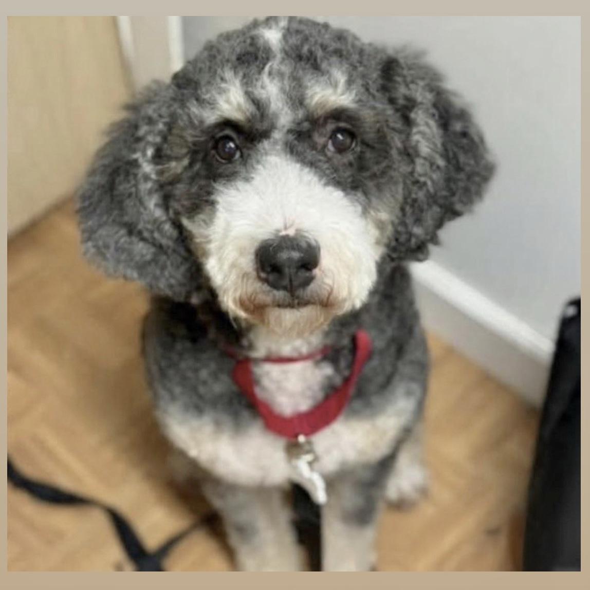 Enlarge BERTHA , a ADOPTABLE Bernadoodle in Pittstown, NJ image 1/2