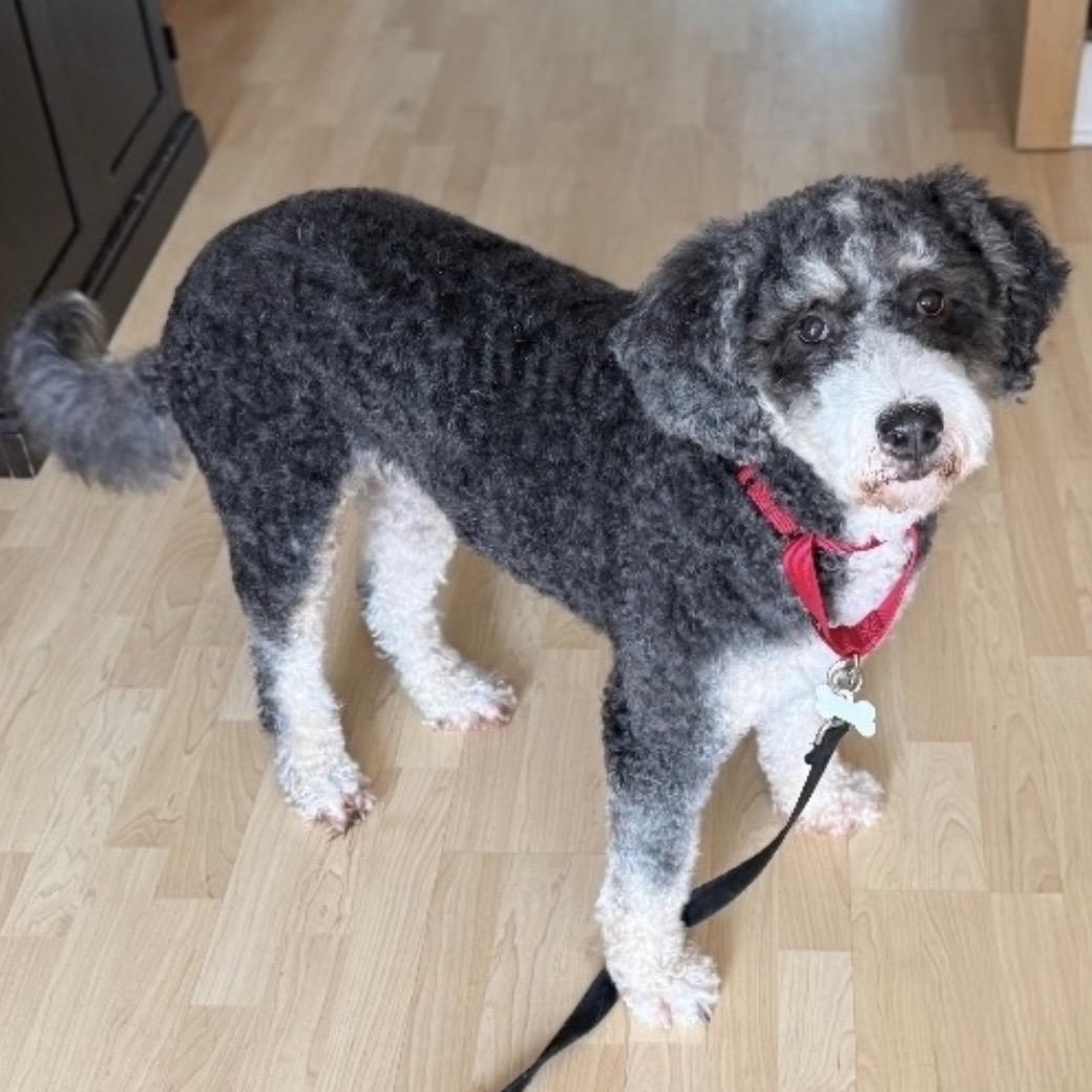 Enlarge BERTHA , a ADOPTABLE Bernadoodle in Pittstown, NJ image 2/2