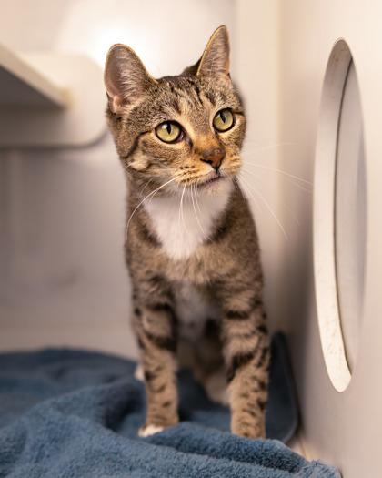 Zinfandel, Adoptable, Young Female Domestic Short Hair & Domestic Short Hair.