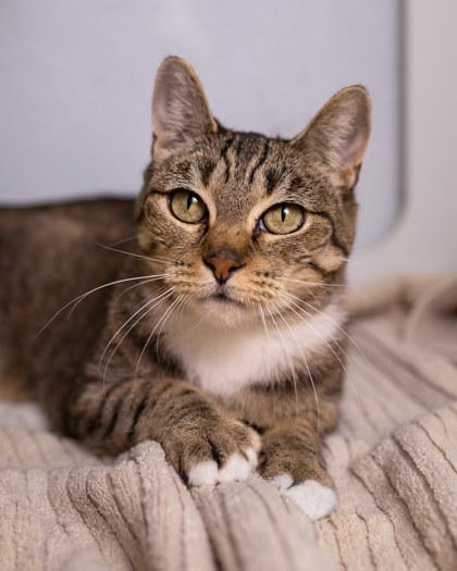 Zinfandel, Adoptable, Young Female Domestic Short Hair & Domestic Short Hair.