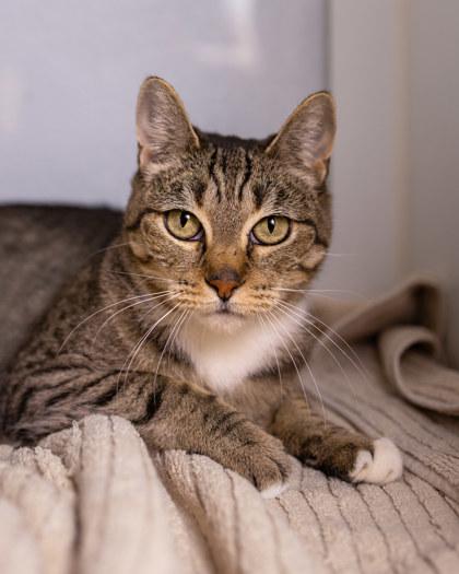 Enlarge Zinfandel, a Adoptable Domestic Short Hair in El Dorado Hills, CA image 3/3