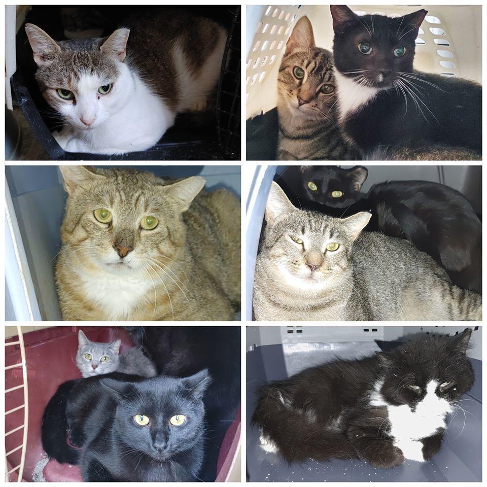 Enlarge Ferals for Farms!, a Adoptable Domestic Short Hair in catonsville , MD image 1/3