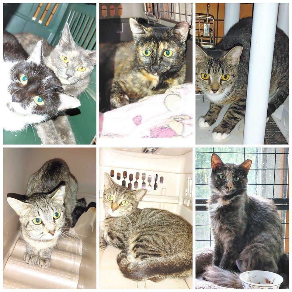 Enlarge Ferals for Farms!, a Adoptable Domestic Short Hair in catonsville , MD image 2/3