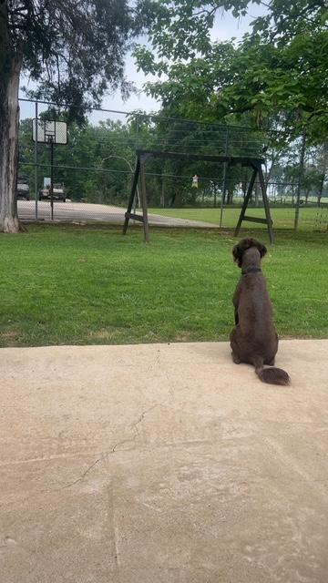 COCO, an adopted Labradoodle in Dallas, TX image 3/3