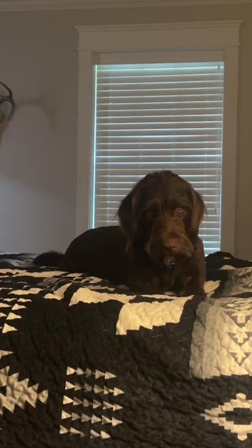COCO, an adopted Labradoodle in Dallas, TX image 2/3