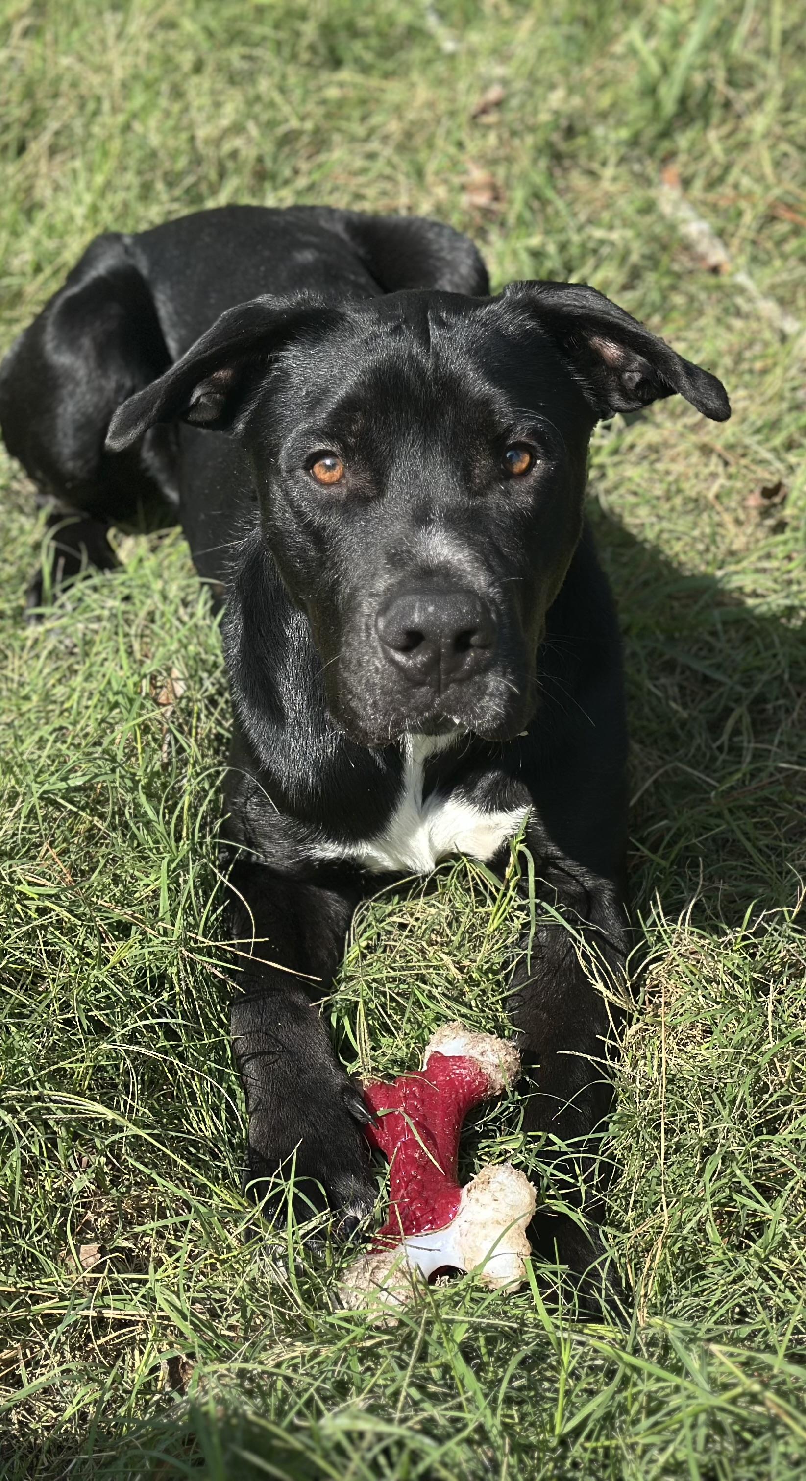 Beckett , a ADOPTABLE mixed breed in Spring, TX image 2/5