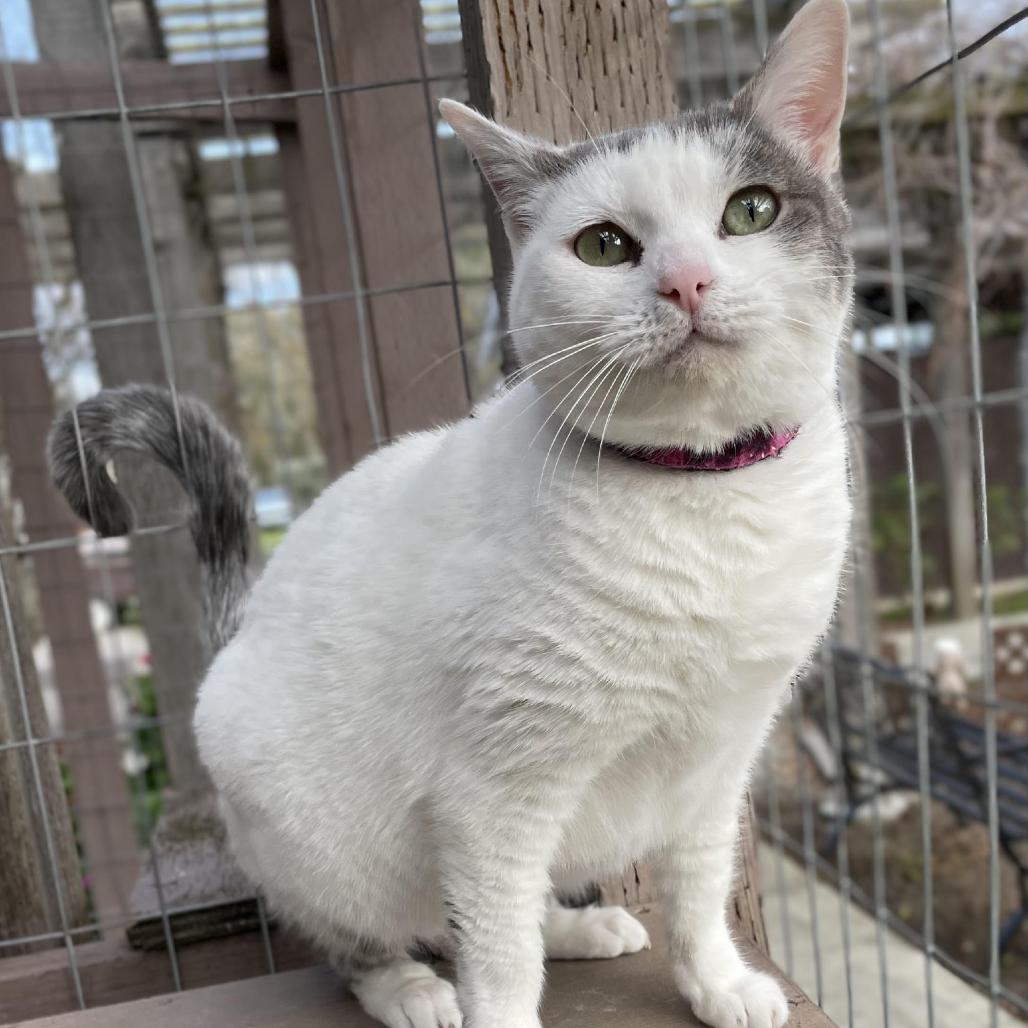 Miss Piggy, Adoptable, Adult Female Domestic Short Hair.