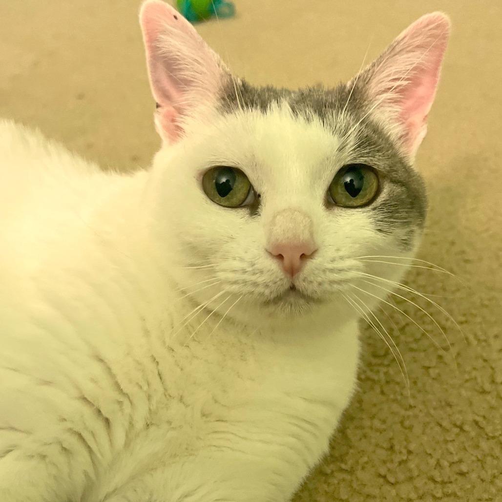 Miss Piggy, a Adoptable Domestic Short Hair in Morgan Hill, CA image 2/6