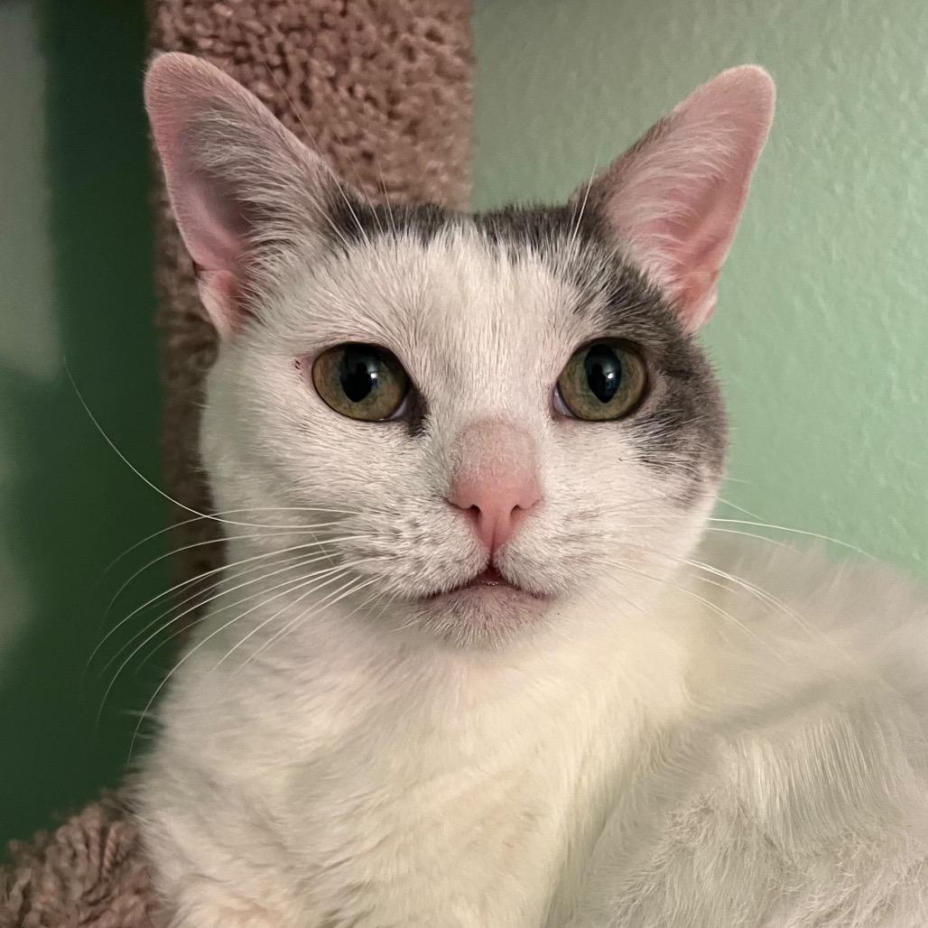 Miss Piggy, a Adoptable Domestic Short Hair in Morgan Hill, CA image 3/6