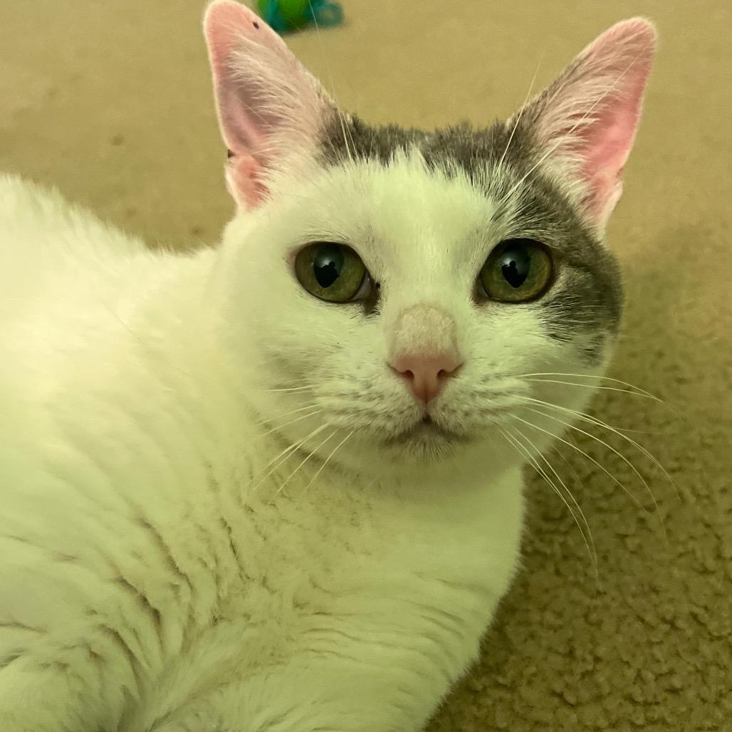 Miss Piggy, a Adoptable Domestic Short Hair in Morgan Hill, CA image 2/5