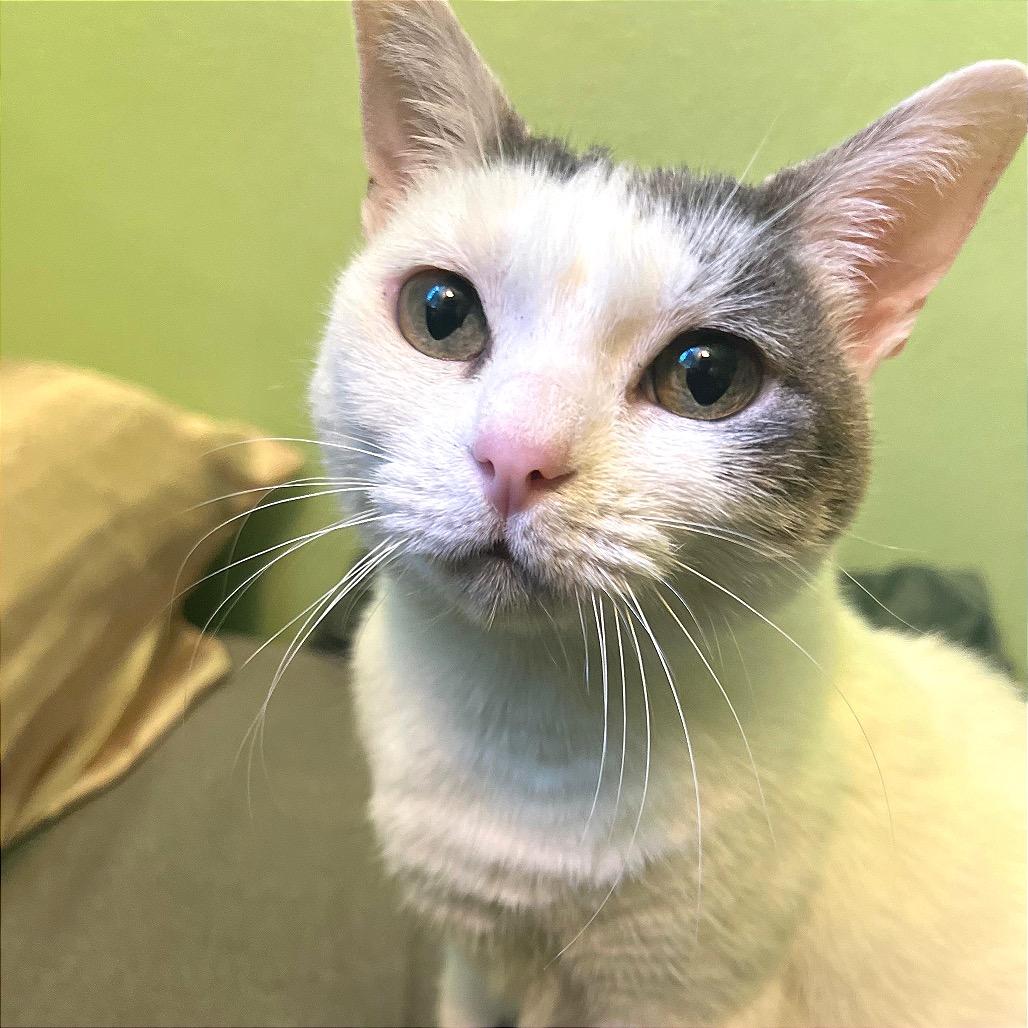 Miss Piggy, a Adoptable Domestic Short Hair in Morgan Hill, CA image 4/6