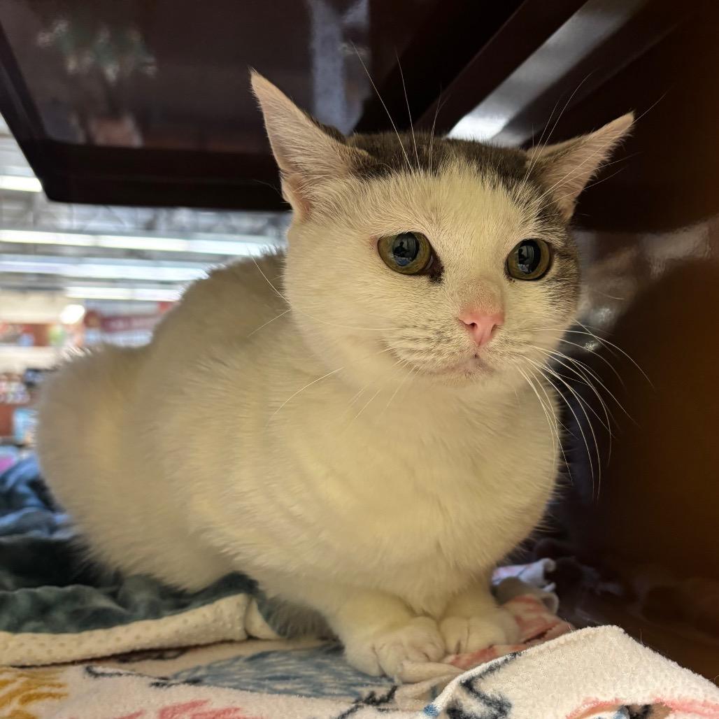 Miss Piggy, a Adoptable Domestic Short Hair in Morgan Hill, CA image 3/5