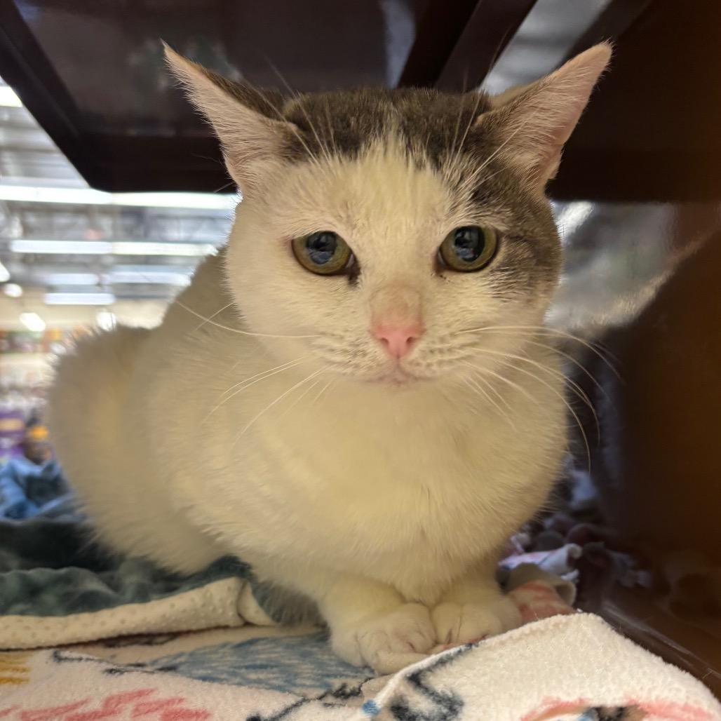 Miss Piggy, a Adoptable Domestic Short Hair in Morgan Hill, CA image 4/5
