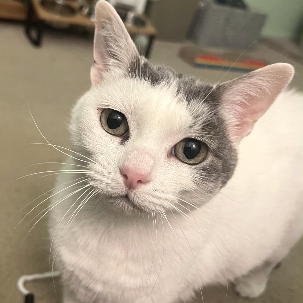 Miss Piggy, a Adoptable Domestic Short Hair in Morgan Hill, CA image 5/6