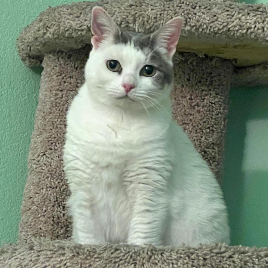Miss Piggy, a Adoptable Domestic Short Hair in Morgan Hill, CA image 5/5