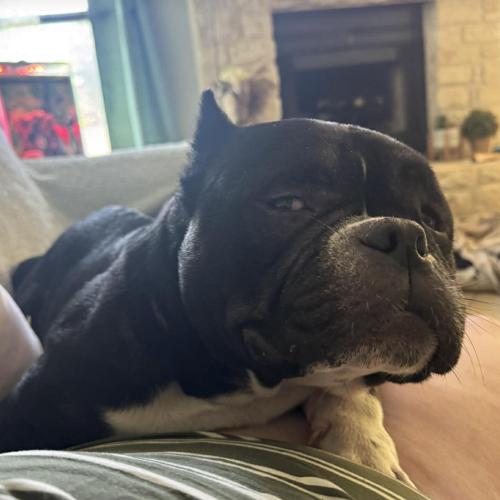 Enlarge Loaf, a Adoptable mixed breed in Austin, TX image 1/5