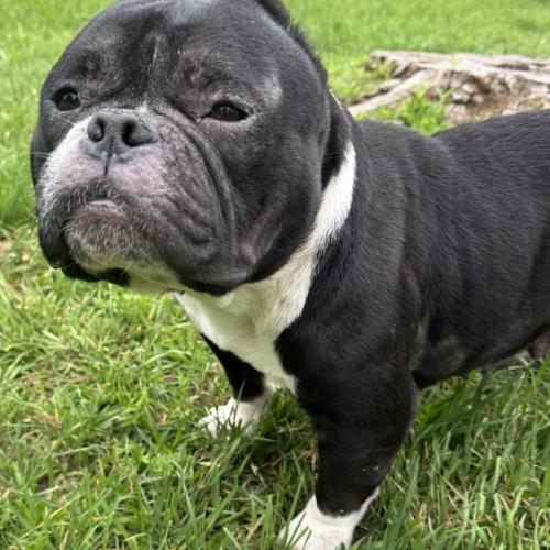 Enlarge Loaf, a Adoptable mixed breed in Austin, TX image 2/5