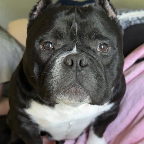 Enlarge Loaf, a Adoptable mixed breed in Austin, TX image 4/5