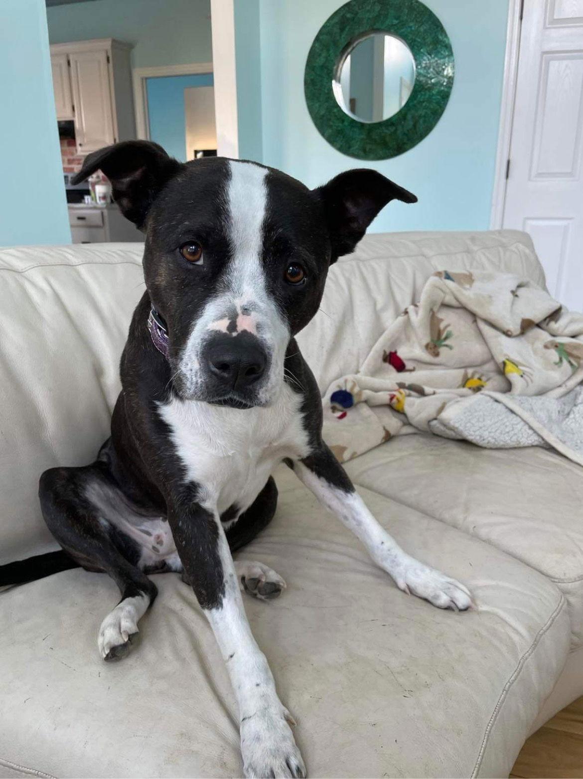 Lady P, Adoptable, Adult Female Terrier & Labrador Retriever.
