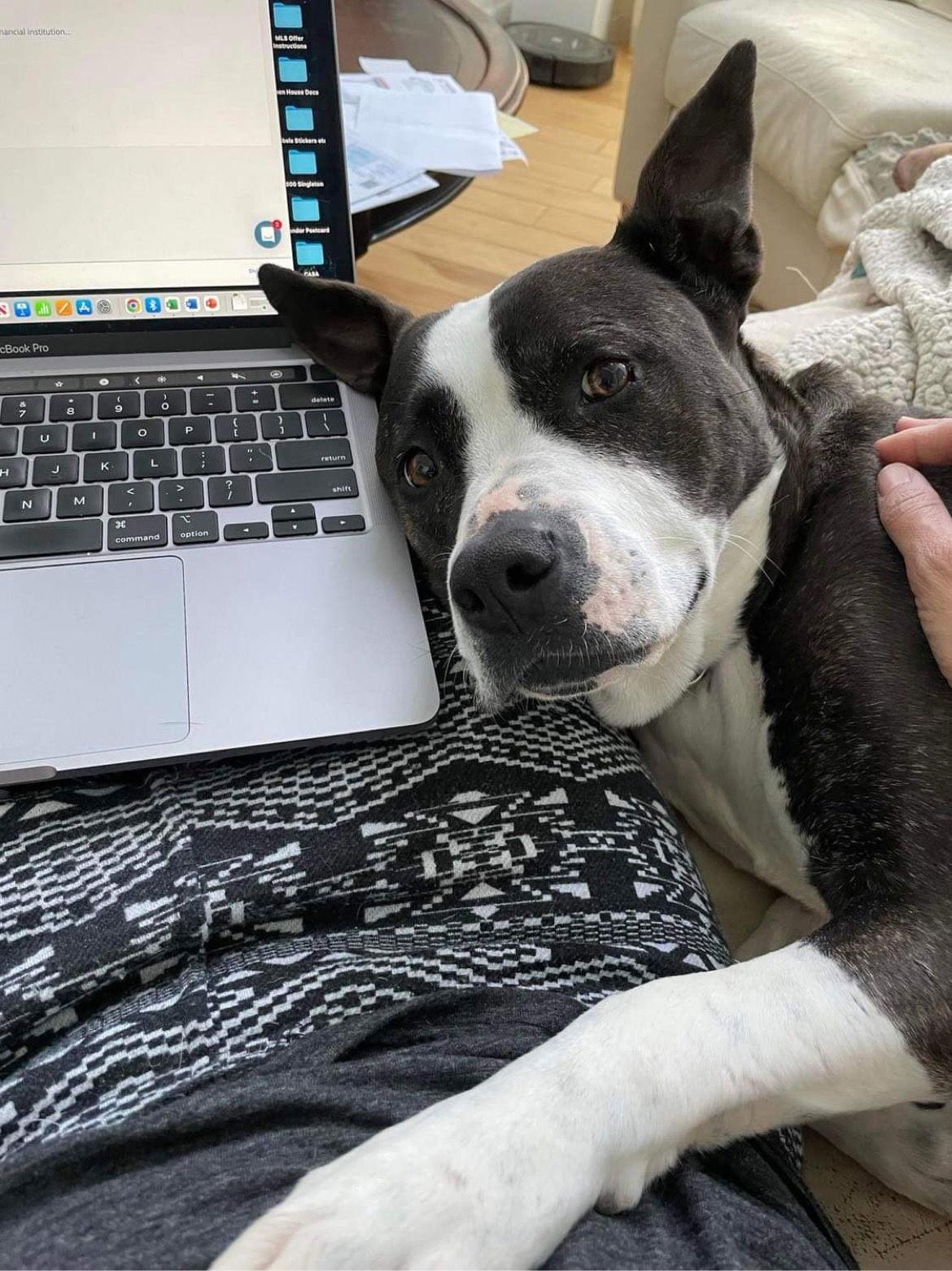 Lady P, Adoptable, Adult Female Terrier & Labrador Retriever.