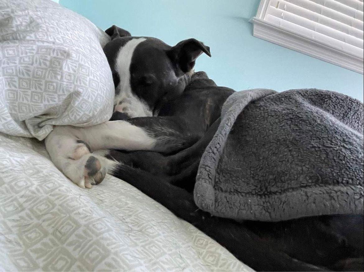 Lady P, Adoptable, Adult Female Terrier & Labrador Retriever.